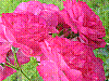 flora265.jpg