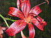 flora266.jpg