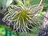 flora267.jpg