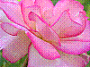 flora268.jpg