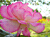 flora269.jpg