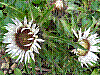 flora27.jpg