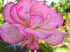 flora270.jpg