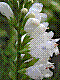 flora271.jpg
