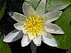flora272.jpg