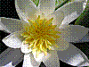 flora273.jpg