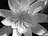 flora274.jpg