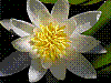 flora275.jpg