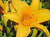 flora276.jpg