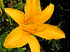 flora277.jpg
