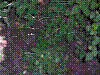 flora278.jpg