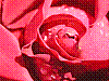 flora279.jpg
