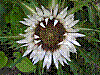 flora28.jpg