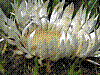 flora280.jpg