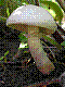 flora282.jpg