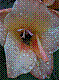 flora284.jpg
