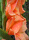 flora285.jpg