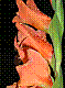 flora286.jpg