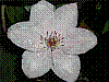 flora288.jpg