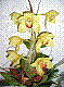 flora289.jpg