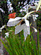 flora29.jpg