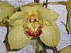 flora290.jpg