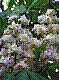 flora291.jpg