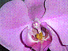 flora292.jpg