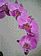 flora293.jpg