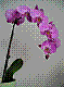 flora294.jpg