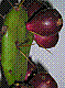 flora296.jpg