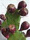 flora297.jpg