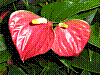 flora298.jpg