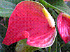flora299.jpg