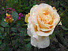 flora3.jpg