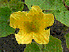 flora30.jpg