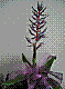 flora301.jpg
