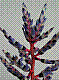flora302.jpg