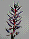 flora303.jpg
