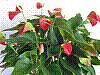 flora304.jpg
