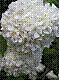 flora305.jpg