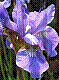 flora306.jpg