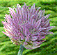 flora307.jpg