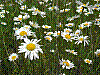 flora308.jpg