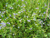 flora309.jpg