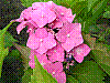 flora31.jpg