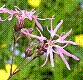 flora311.jpg