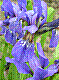 flora312.jpg