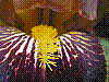 flora313.jpg