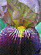 flora314.jpg